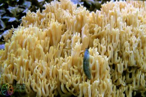 Ramaria flavescens 21